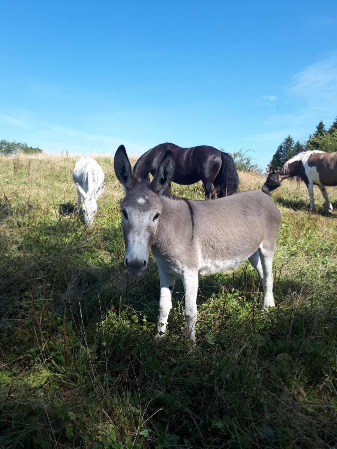 Ferienhof Allgaeumax Füssen 외부 사진